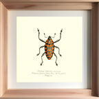 Cholus Haematostictus