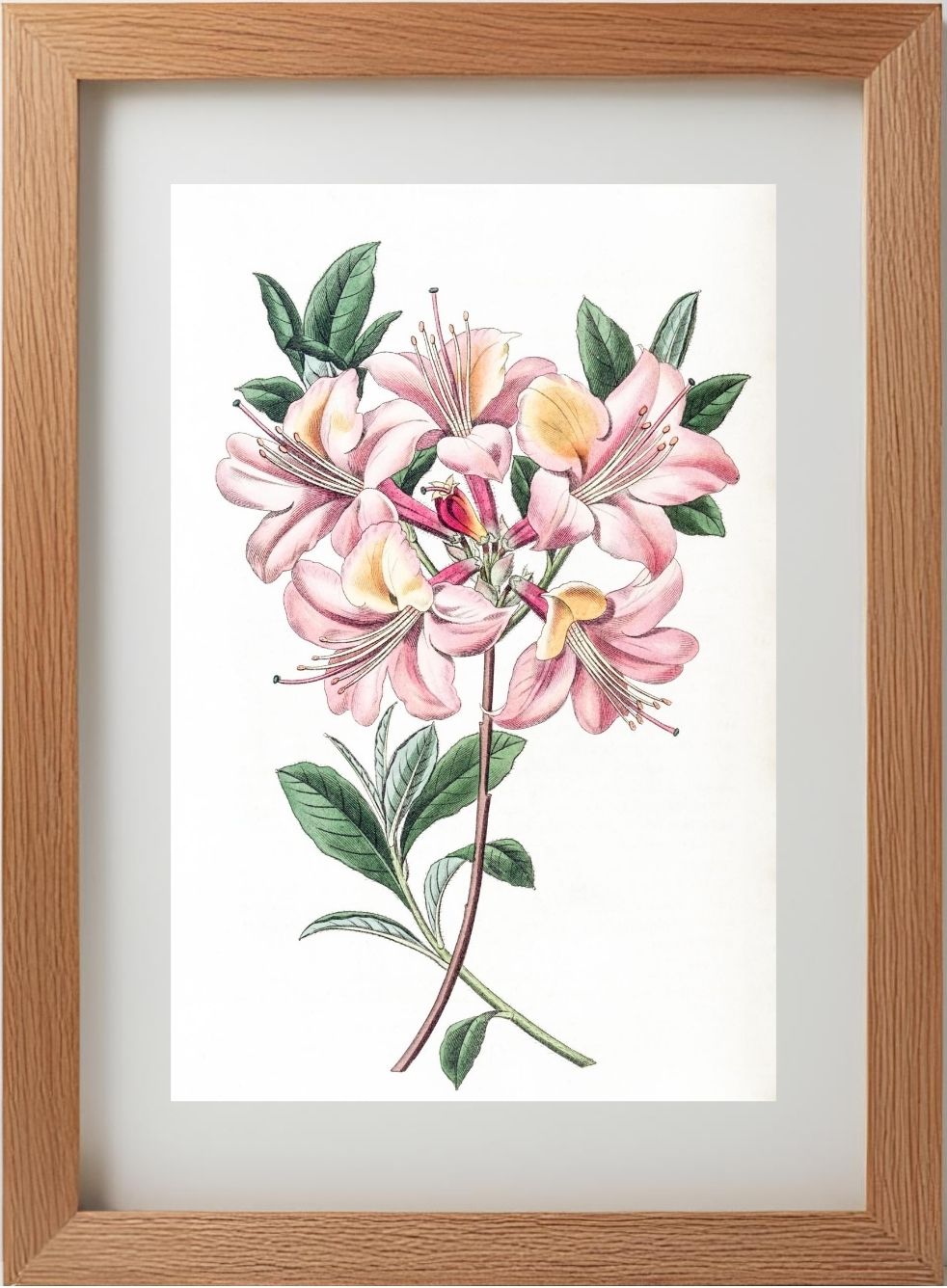 Copper-Coloured Highclere Azalea