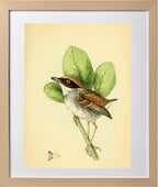 Rufous Crowned Flatbill Male