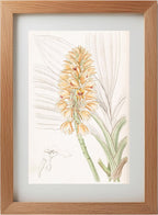 Yellow-spiked Calanthe