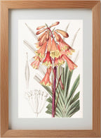 Rough-edged Blandfordia