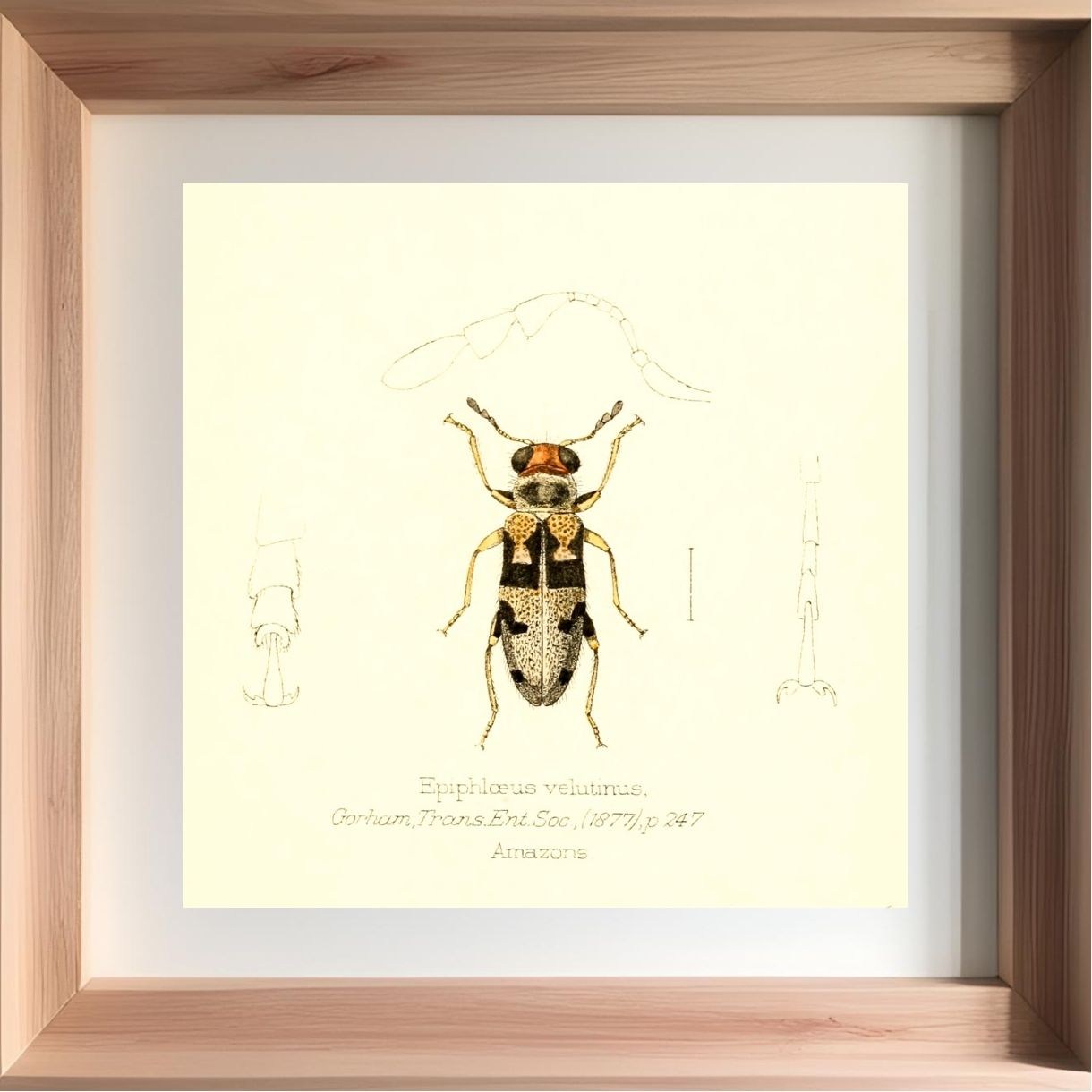 Epiphloeus Velutinus