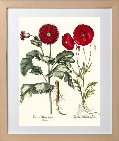 Double-flowered red garden poppy, Corn poppy