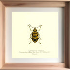 Cydianirus Ornatus