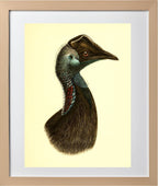 Casuarius Bennetti