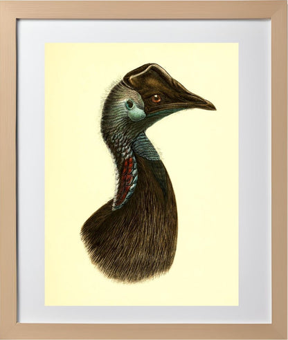 Casuarius Bennetti