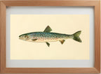 The Rangeley Trout (Adult Male) Salvelinus-Oquassa