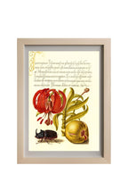 Scarlet Turk’s Cap, Rhinoceros Beetle, and Pomegranate