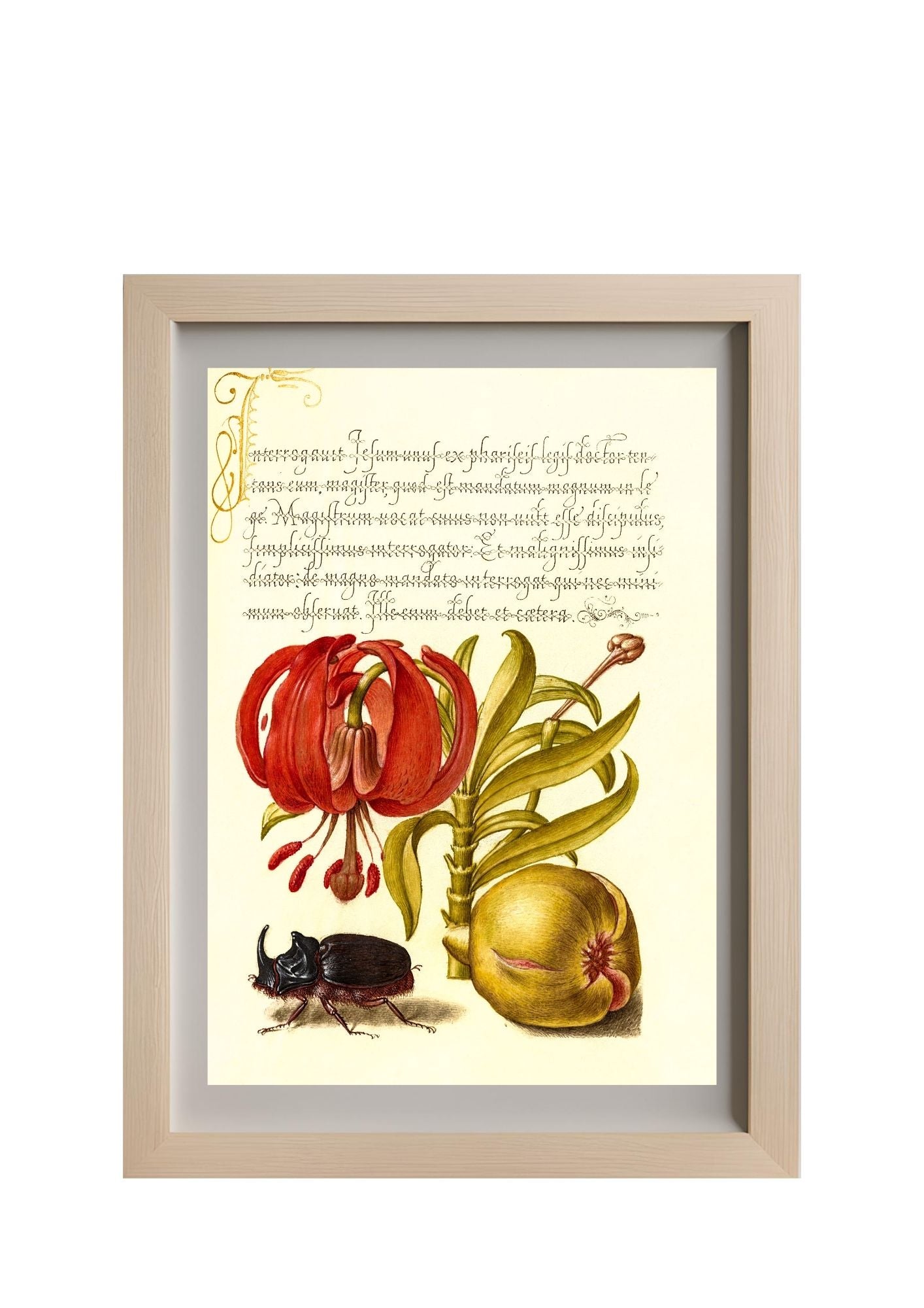 Scarlet Turk’s Cap, Rhinoceros Beetle, and Pomegranate