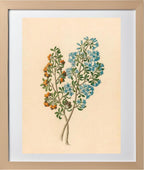Pentand Mono. (Ehretia Rigida)