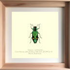 Nascio Carissima