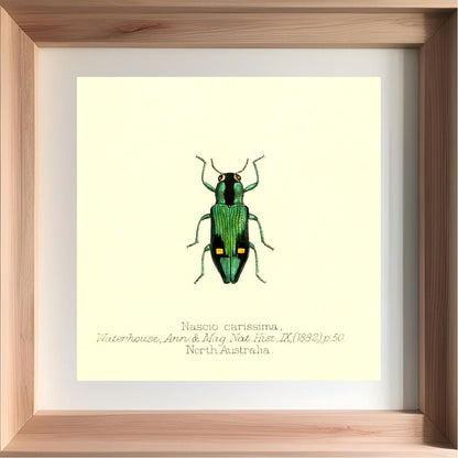 Nascio Carissima