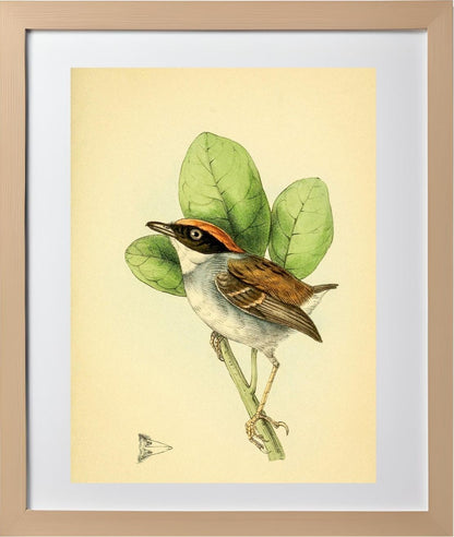 Rufous Crowned Flatbill Male