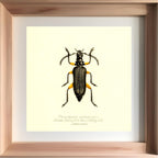 Plectogaster Pectinicornis