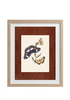 Butterflies 3