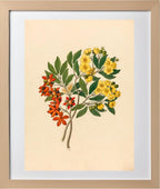 Icosandria Monog. (Ochna Arborea)