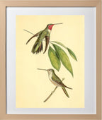Mexican Amethyst Hummingbird