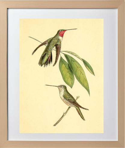 Mexican Amethyst Hummingbird