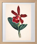 Cattleya Schilleriana Var Concolor