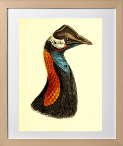 Casuarius Papuanus Edwardsi
