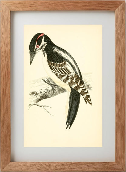 Hairy Woodpecker