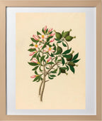 Gardenia Nov. Sp. (Hyperacanthus Amoenus)