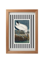 Wood Ibis