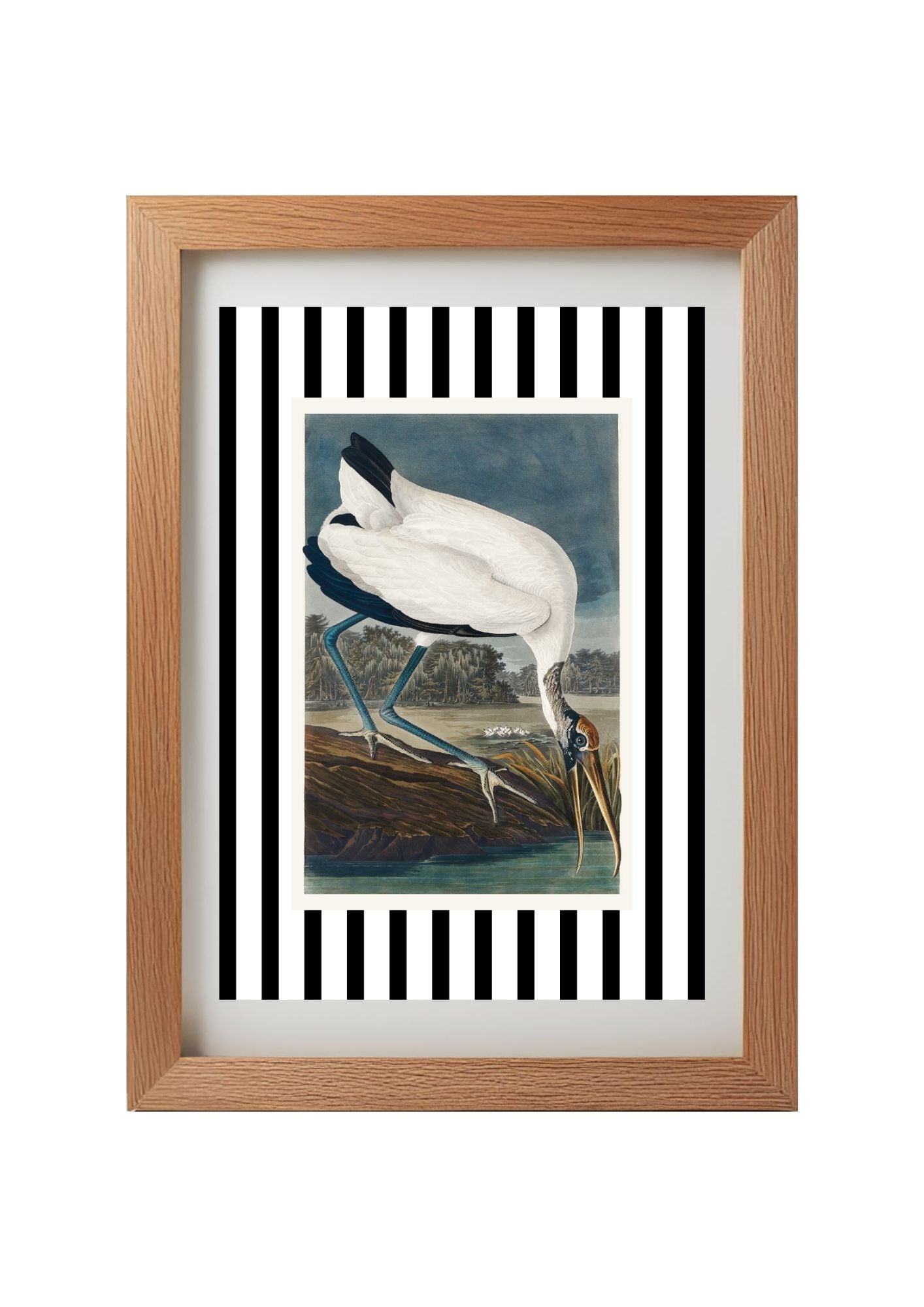 Wood Ibis