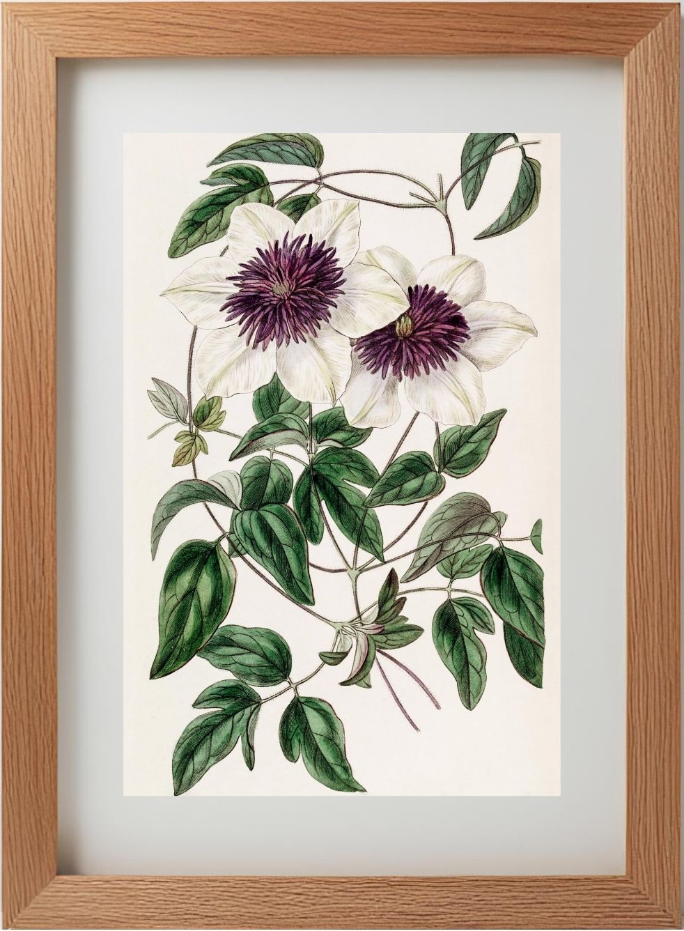 Siebold's Clematis