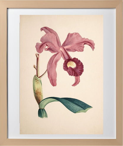 Cattleya Lawrenceana