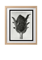 Papaver orientale (Oriental Poppy)