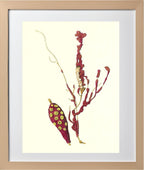 Gorgonia coralloides