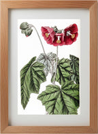 Umbel-flowered Mallow