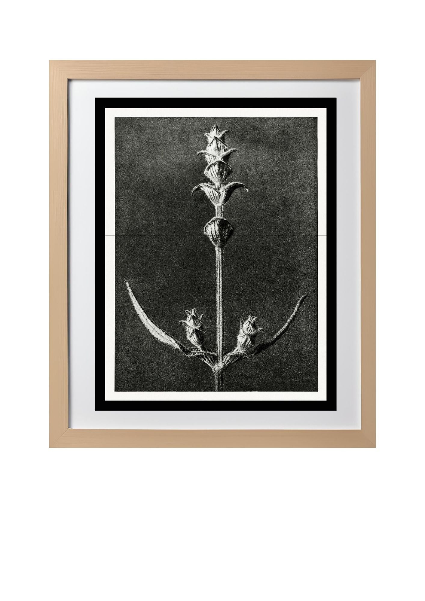 Salvia