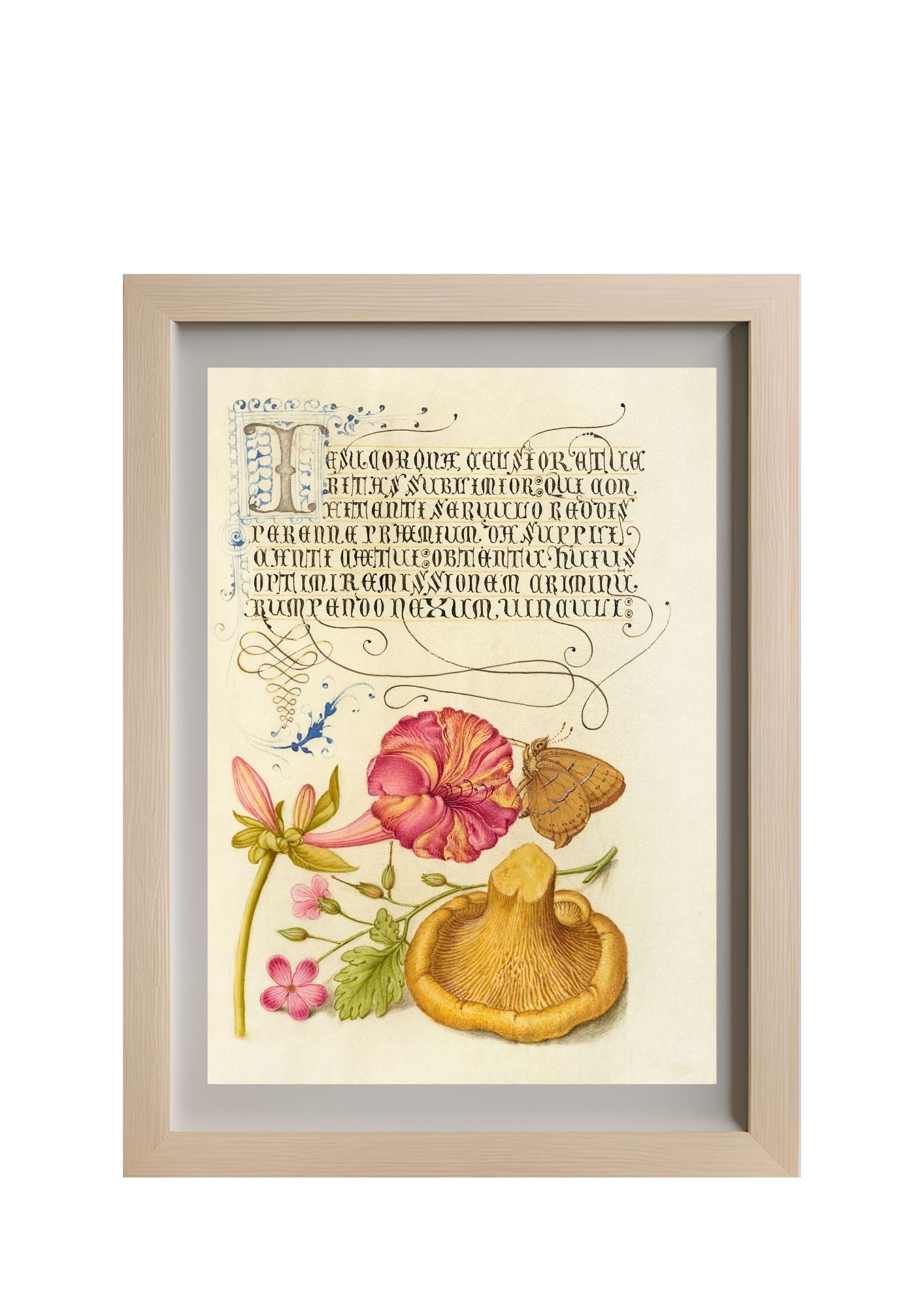 Four-o’Clock, Brown Hairstreak, Herb Robert, and Chanterelle