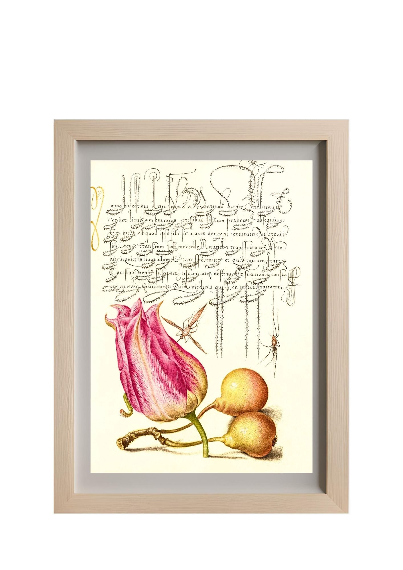 Imaginary Insect, Tulip, Spider, and Common Pear