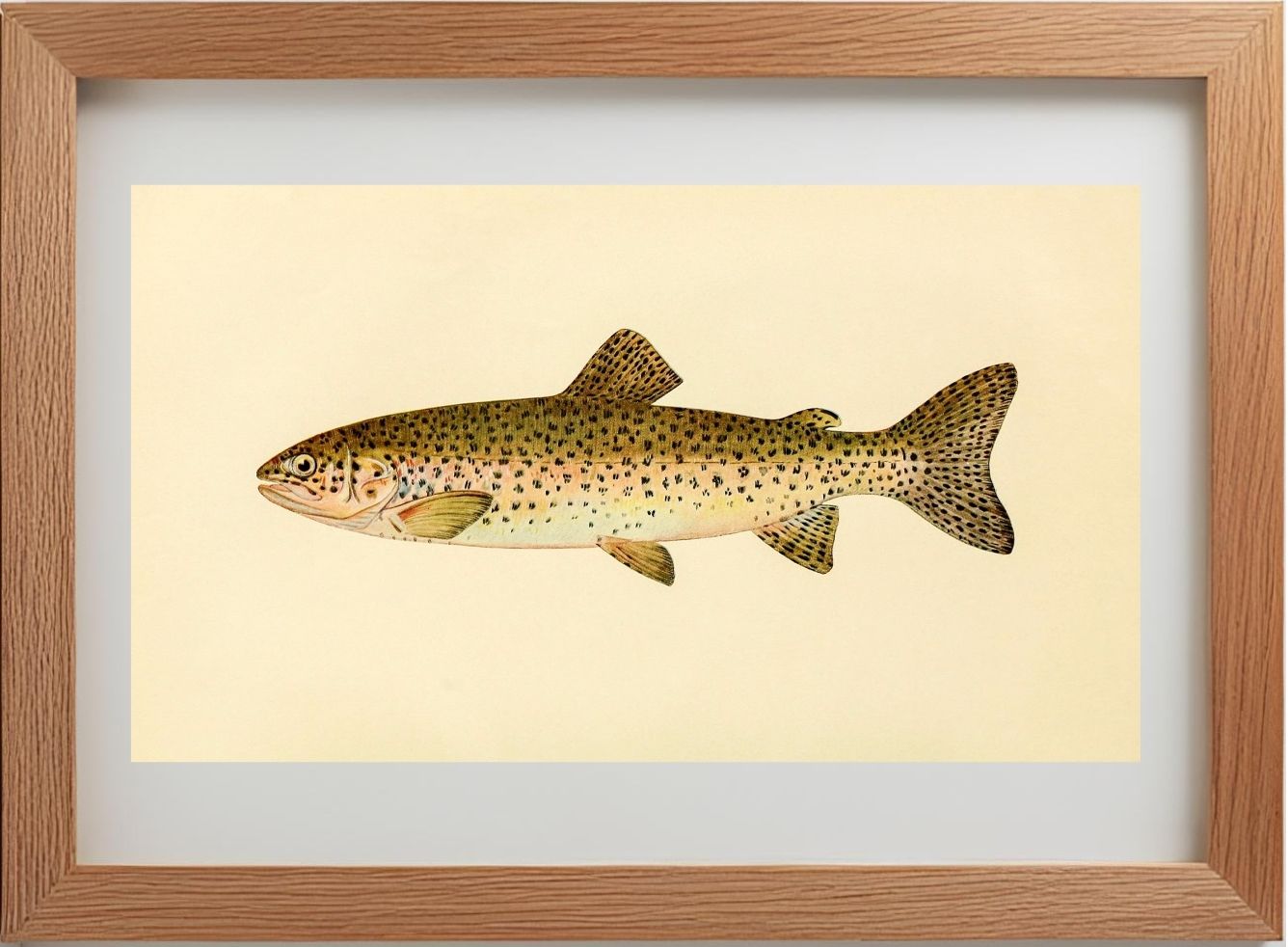 The Steelhead Trout (Adult Male) Salmo-Rivularis