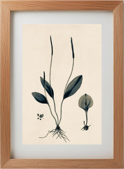 Ophioglossum Ellipticum