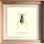 Tetracha Australis