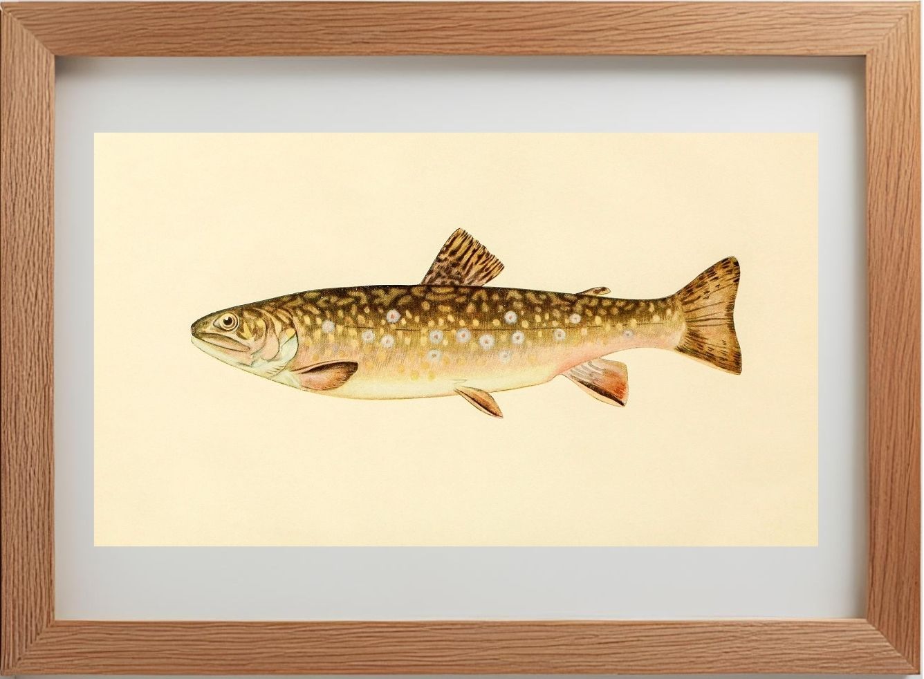 The Brook Trout (Adult Female) Salvelinus-Fontinalis