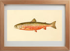 The Sunapee Trout (Adult Male) Salvelinus-Aureolus