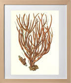 Gorgonia luberola 2