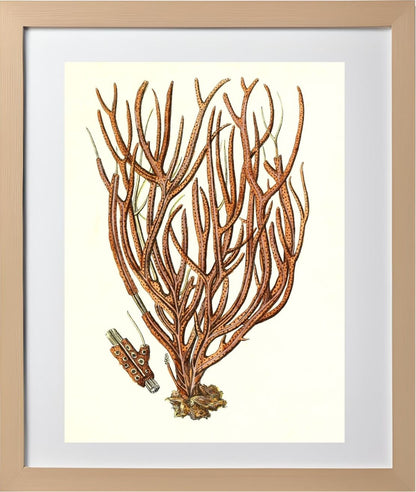 Gorgonia luberola 2