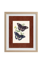 Papilio erechtheus