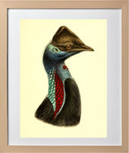 Casuarius Picticollis