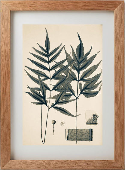 Pteris Denticulata