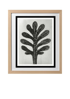Achillea Umbellata (Yarrow Leaf)
