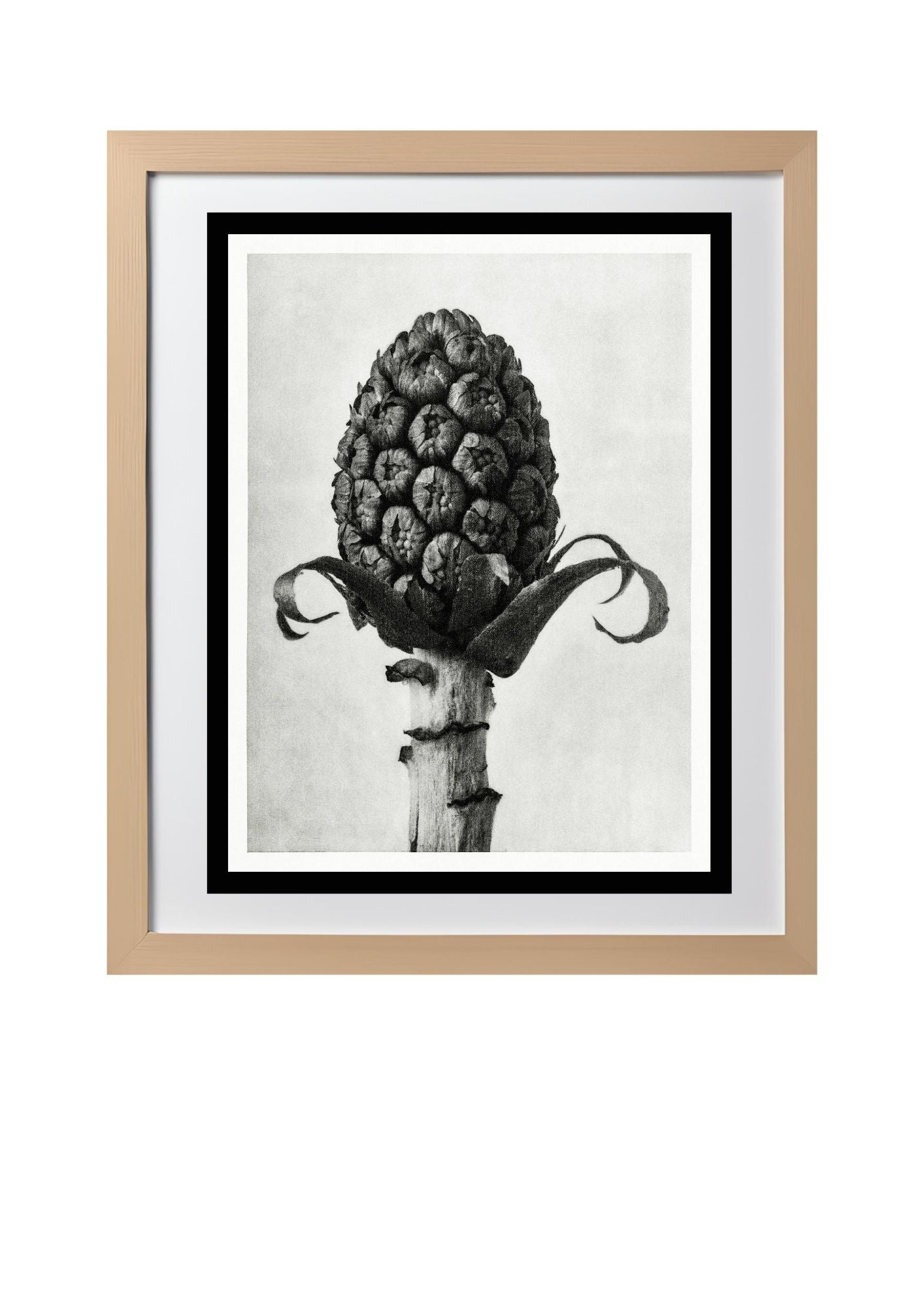 Petasites Officinalis (Butterbur)