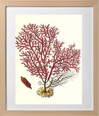 Gorgonia salappo