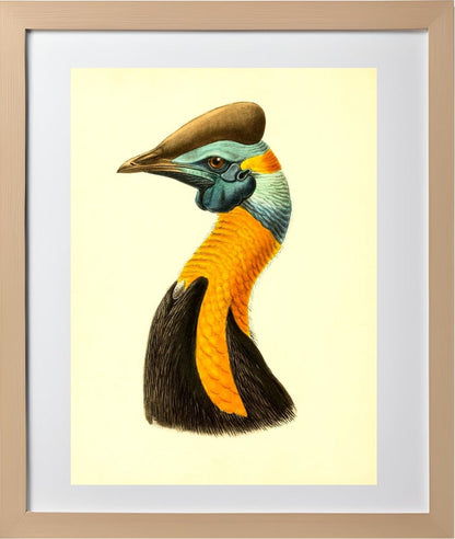 Casuarius Uniappendiculatus Aurantiacus